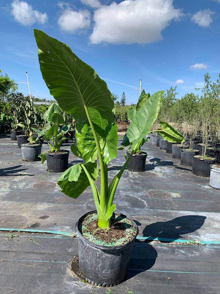 alocasia-macrorrhiza-borneo-giant-elephant-ear