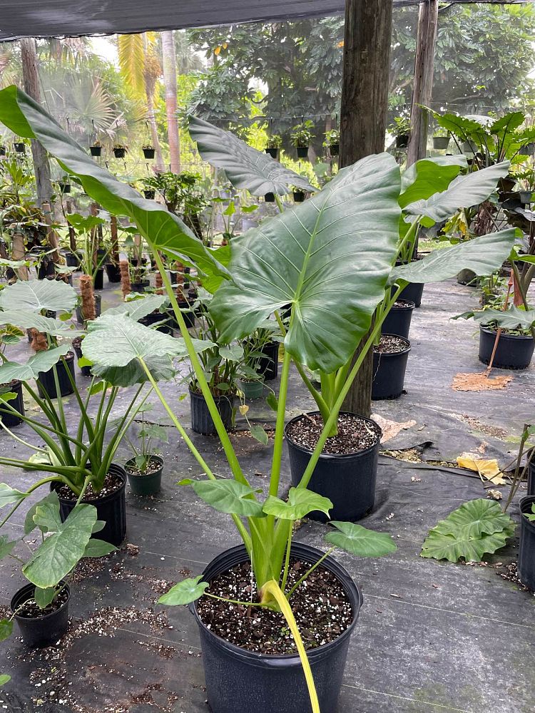 alocasia-macrorrhiza-borneo-giant-elephant-ear