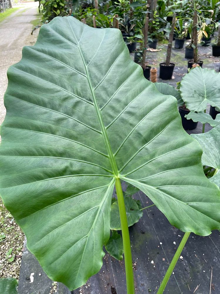 alocasia-macrorrhiza-borneo-giant-elephant-ear