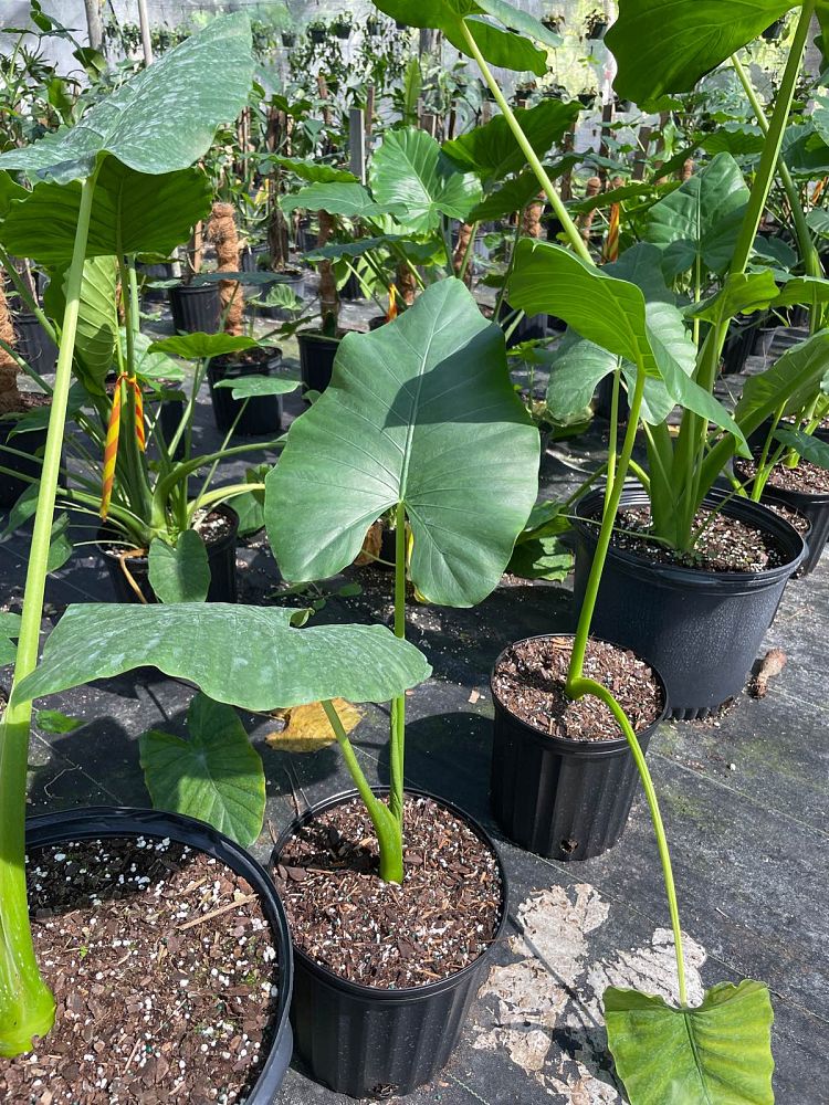 alocasia-macrorrhiza-borneo-giant-elephant-ear