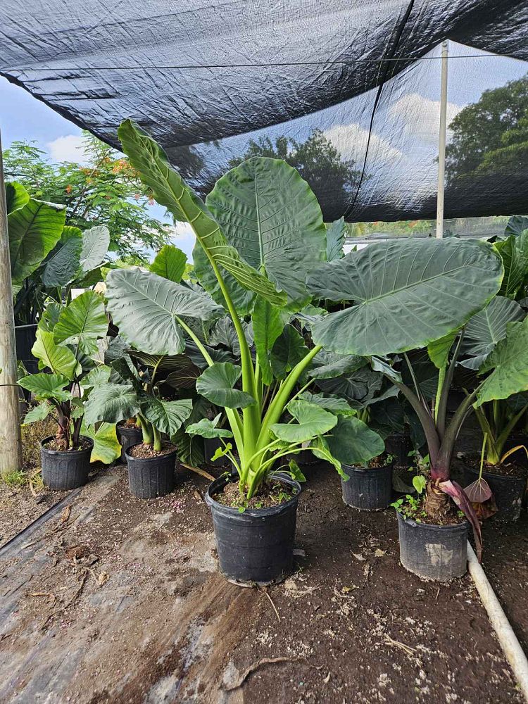 alocasia-macrorrhiza-borneo-giant-elephant-ear