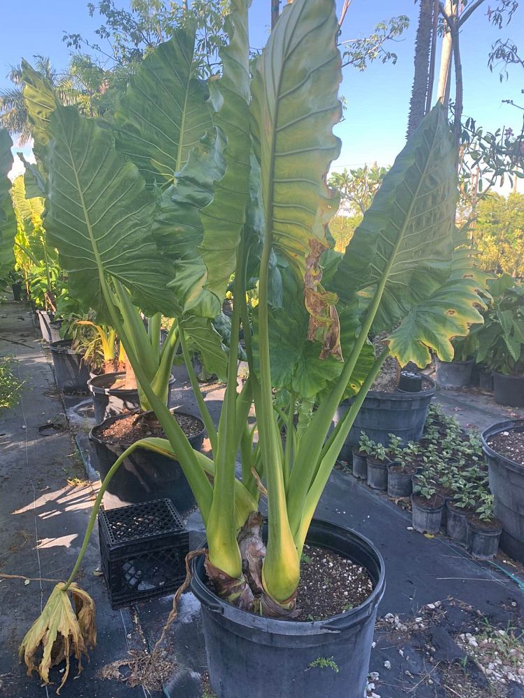 alocasia-macrorrhiza-borneo-giant-elephant-ear