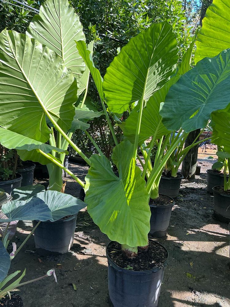 alocasia-macrorrhiza-borneo-giant-elephant-ear