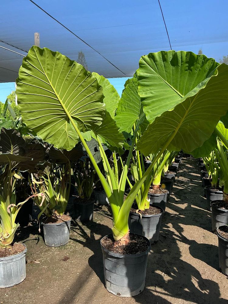 alocasia-macrorrhiza-borneo-giant-elephant-ear