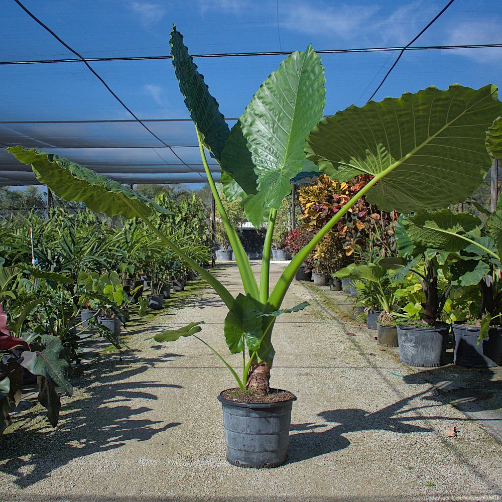 alocasia-macrorrhiza-borneo-giant-elephant-ear