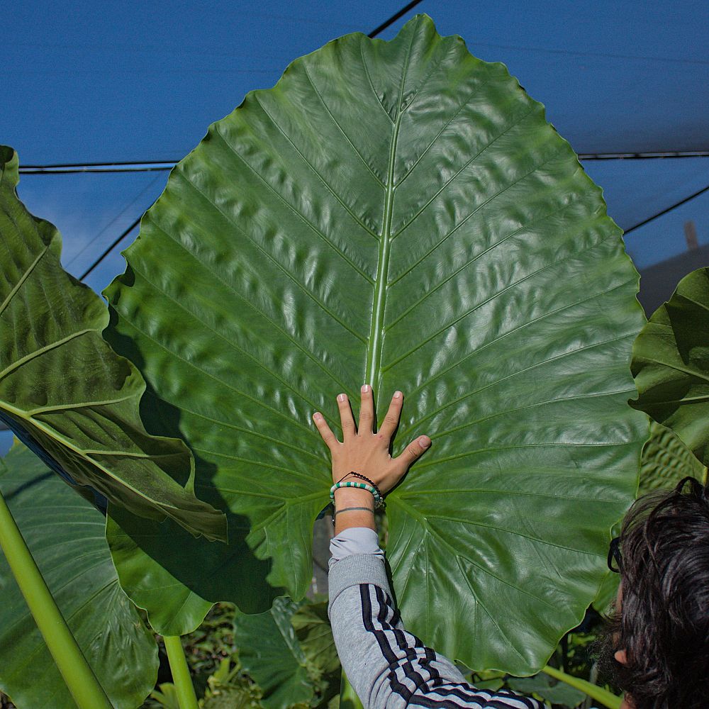 alocasia-macrorrhiza-borneo-giant-elephant-ear