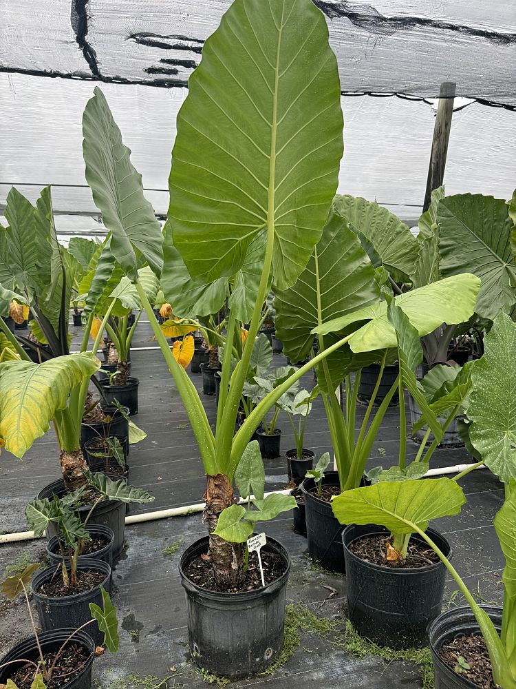 alocasia-macrorrhiza-borneo-giant-elephant-ear