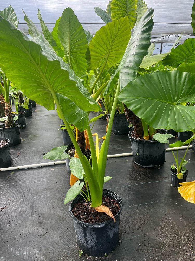 alocasia-macrorrhiza-borneo-giant-elephant-ear
