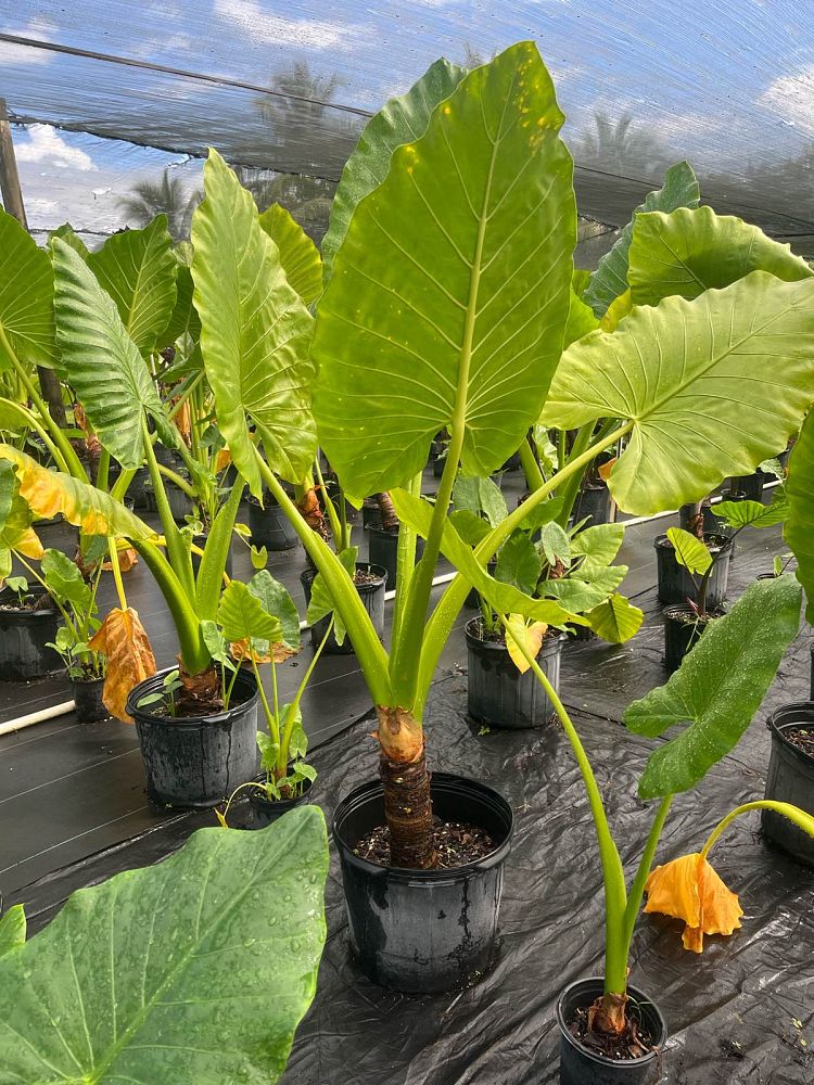 alocasia-macrorrhiza-borneo-giant-elephant-ear