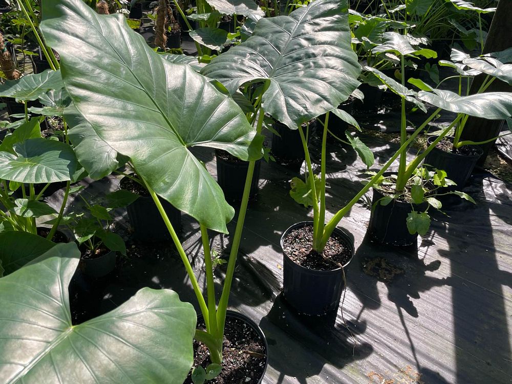 alocasia-macrorrhiza-borneo-giant-elephant-ear
