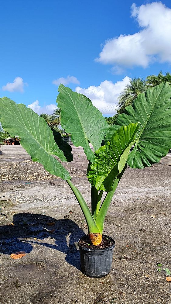 alocasia-macrorrhiza-borneo-giant-elephant-ear