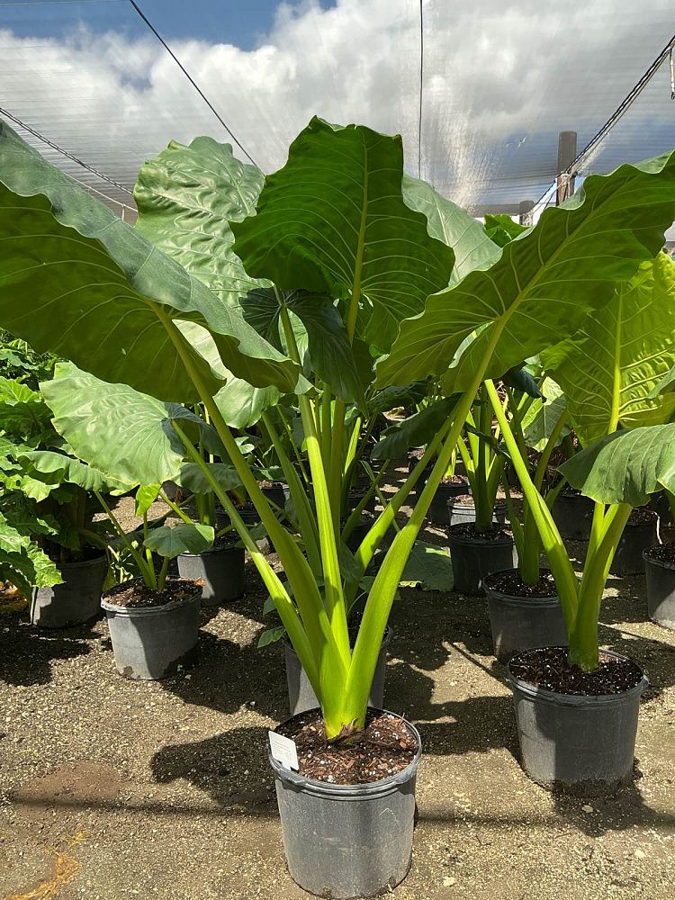 alocasia-macrorrhiza-borneo-giant-elephant-ear