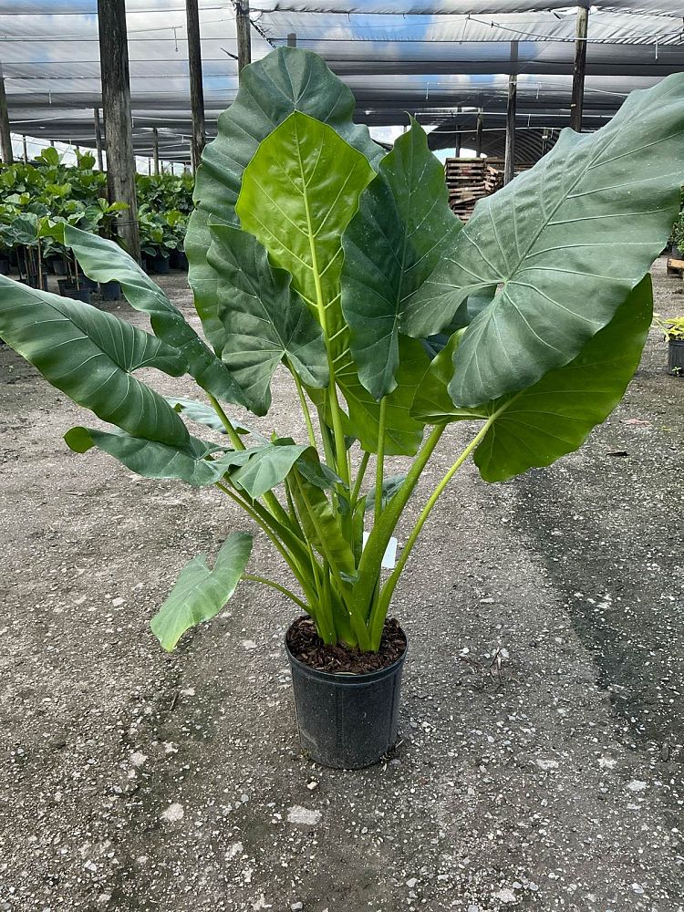 alocasia-macrorrhiza-borneo-giant-elephant-ear