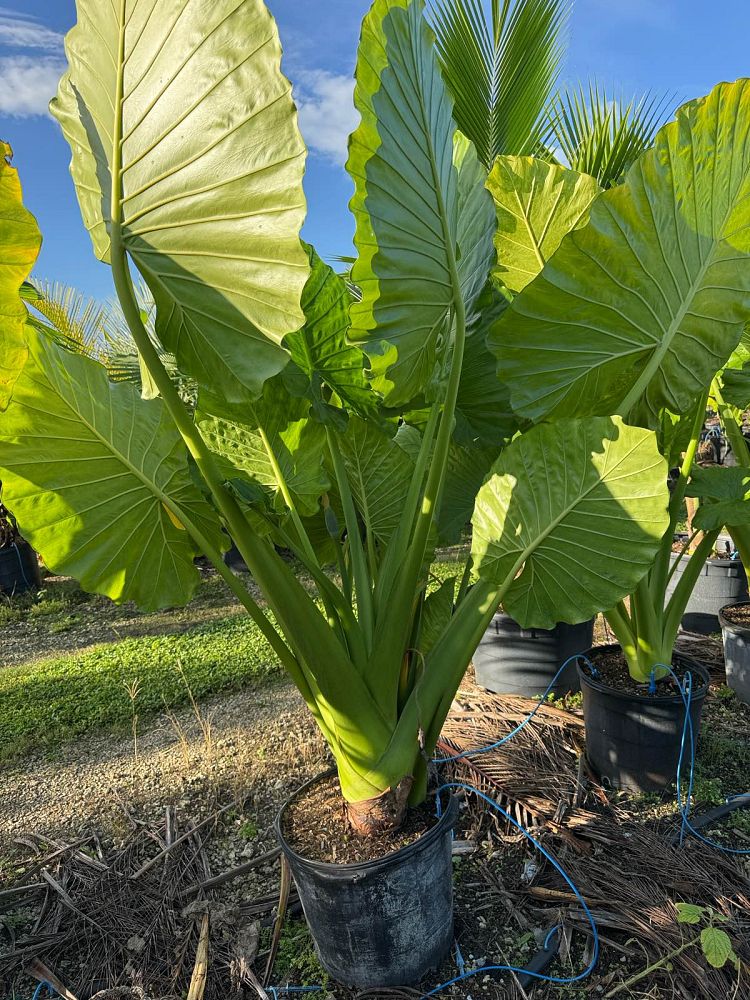 alocasia-macrorrhiza-borneo-giant-elephant-ear