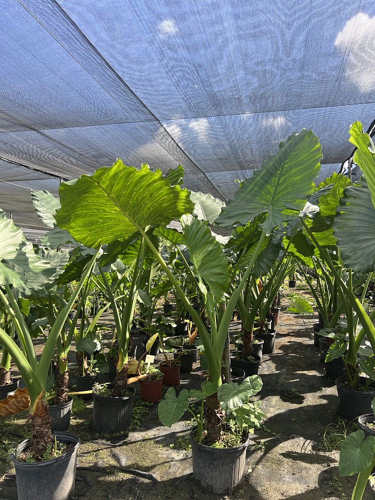 alocasia-macrorrhiza-borneo-giant-elephant-ear