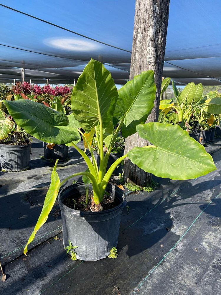 alocasia-macrorrhiza-elephant-ear