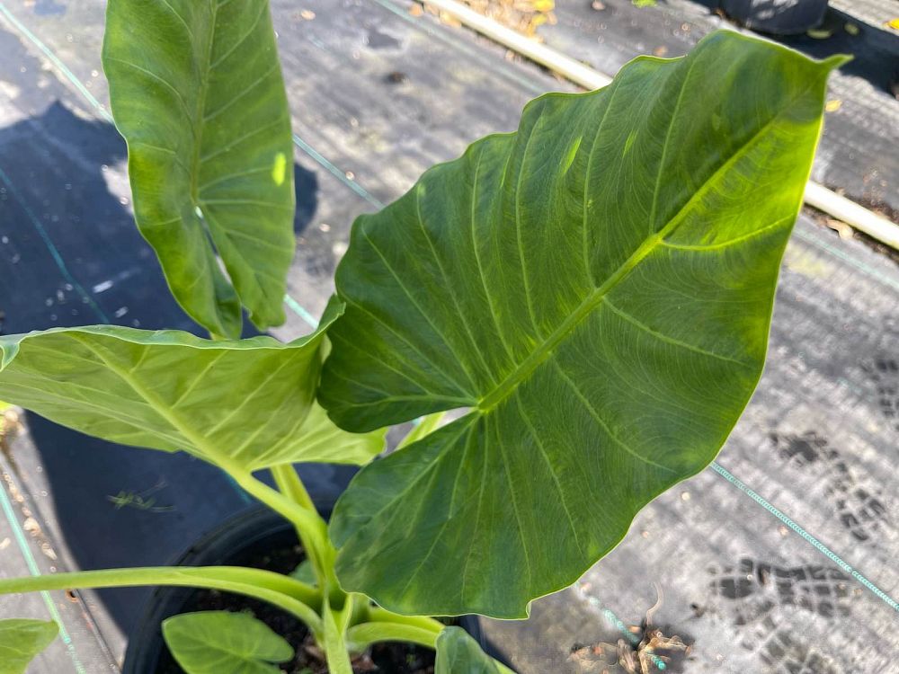 alocasia-macrorrhiza-elephant-ear