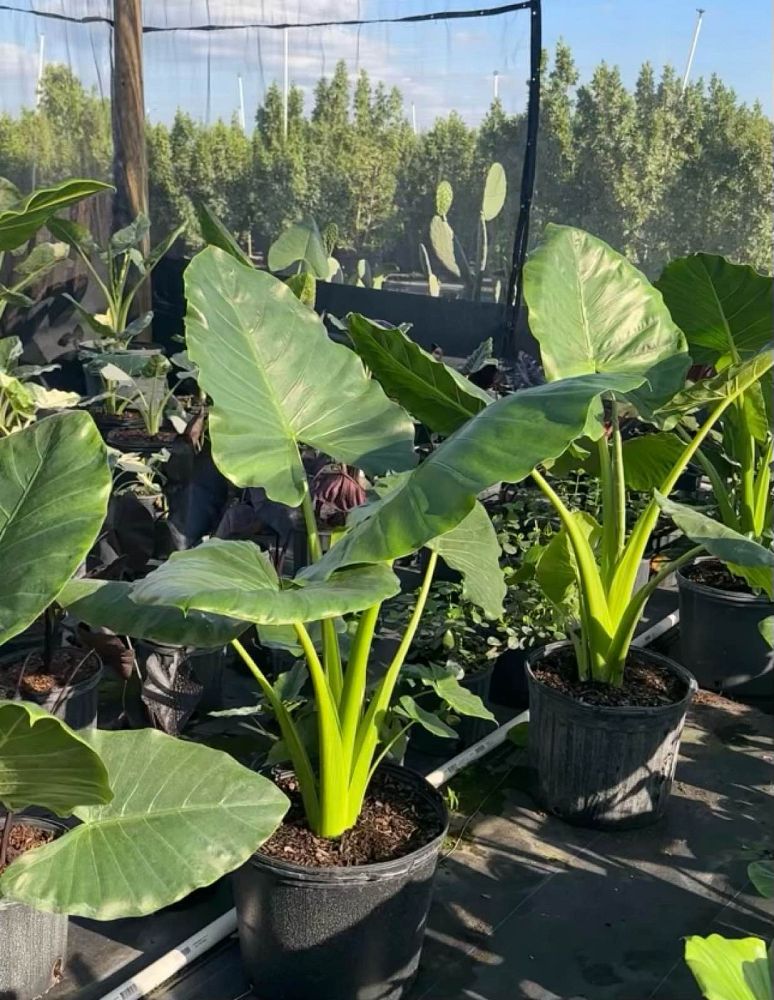 alocasia-macrorrhiza-elephant-ear