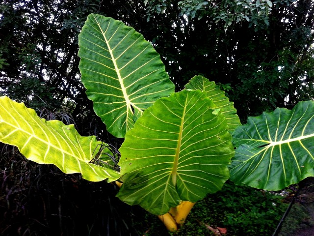 alocasia-macrorrhiza-lutea-elephant-ear-yellow-stem-alocasia