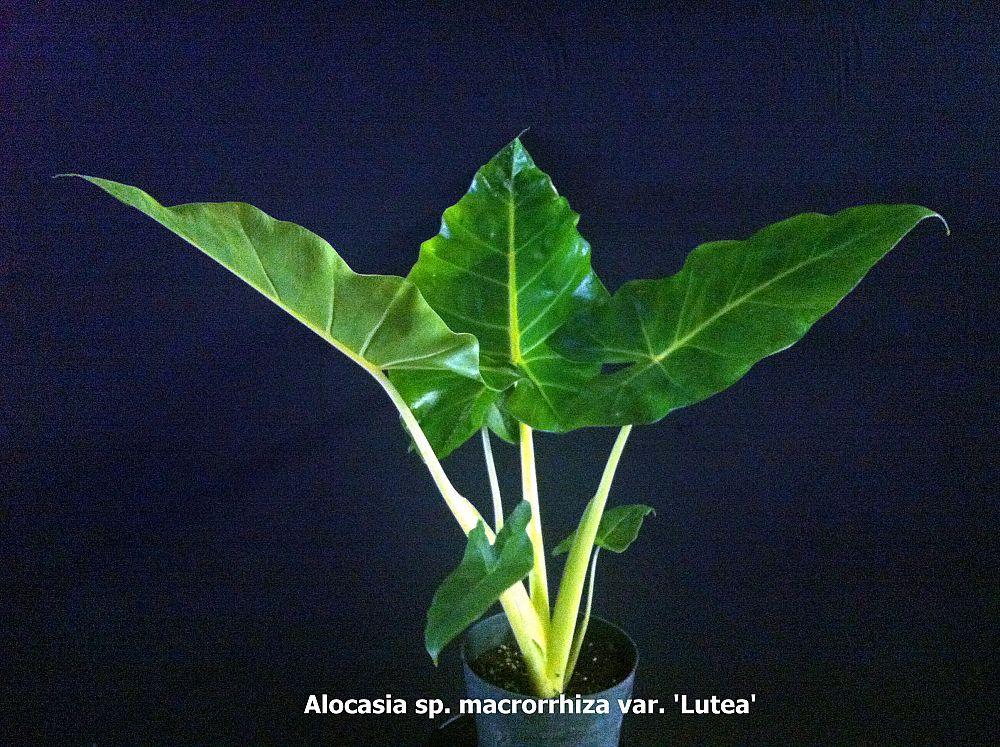alocasia-macrorrhiza-lutea-elephant-ear-yellow-stem-alocasia