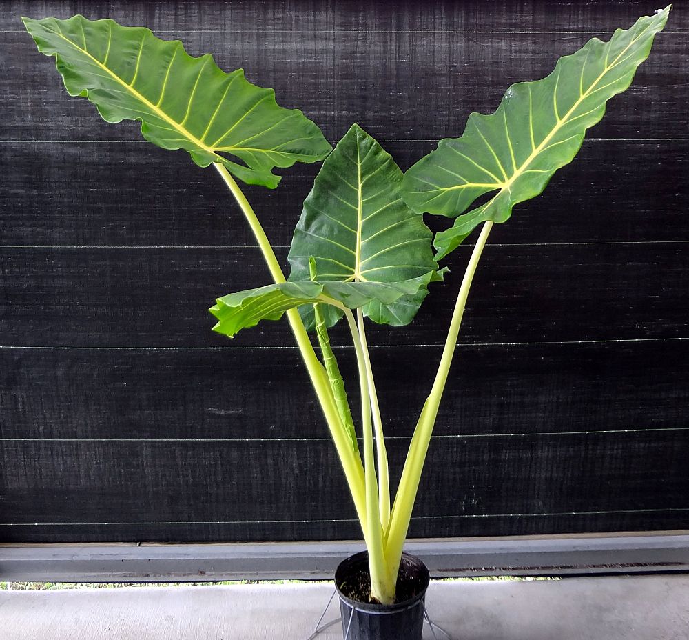 alocasia-macrorrhiza-lutea-elephant-ear-yellow-stem-alocasia