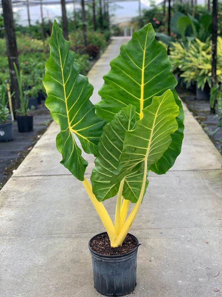 alocasia-macrorrhiza-lutea-elephant-ear-yellow-stem-alocasia