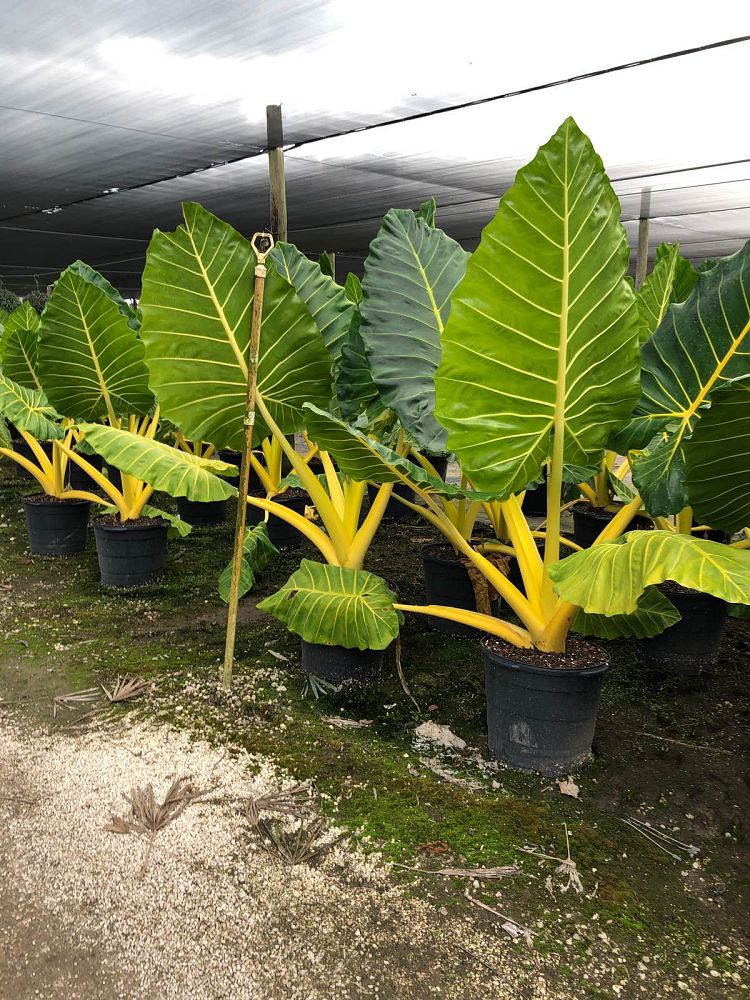 alocasia-macrorrhiza-lutea-elephant-ear-yellow-stem-alocasia