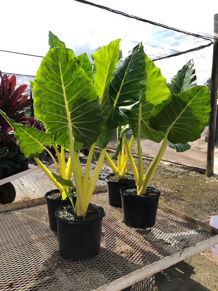 alocasia-macrorrhiza-lutea-elephant-ear-yellow-stem-alocasia