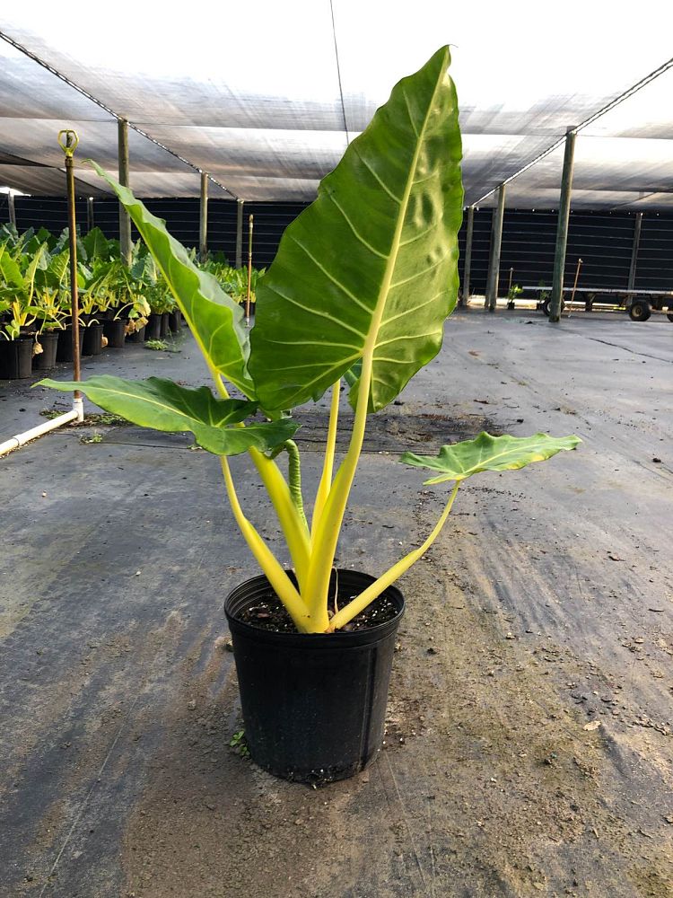 alocasia-macrorrhiza-lutea-elephant-ear-yellow-stem-alocasia