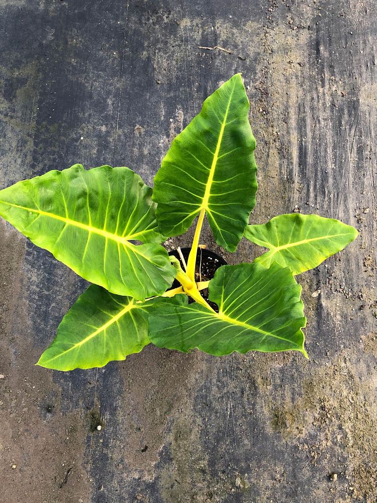 alocasia-macrorrhiza-lutea-elephant-ear-yellow-stem-alocasia