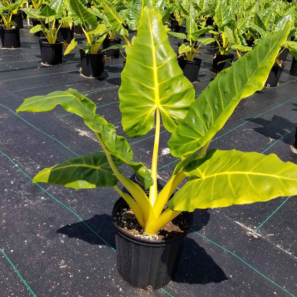 alocasia-macrorrhiza-lutea-elephant-ear-yellow-stem-alocasia