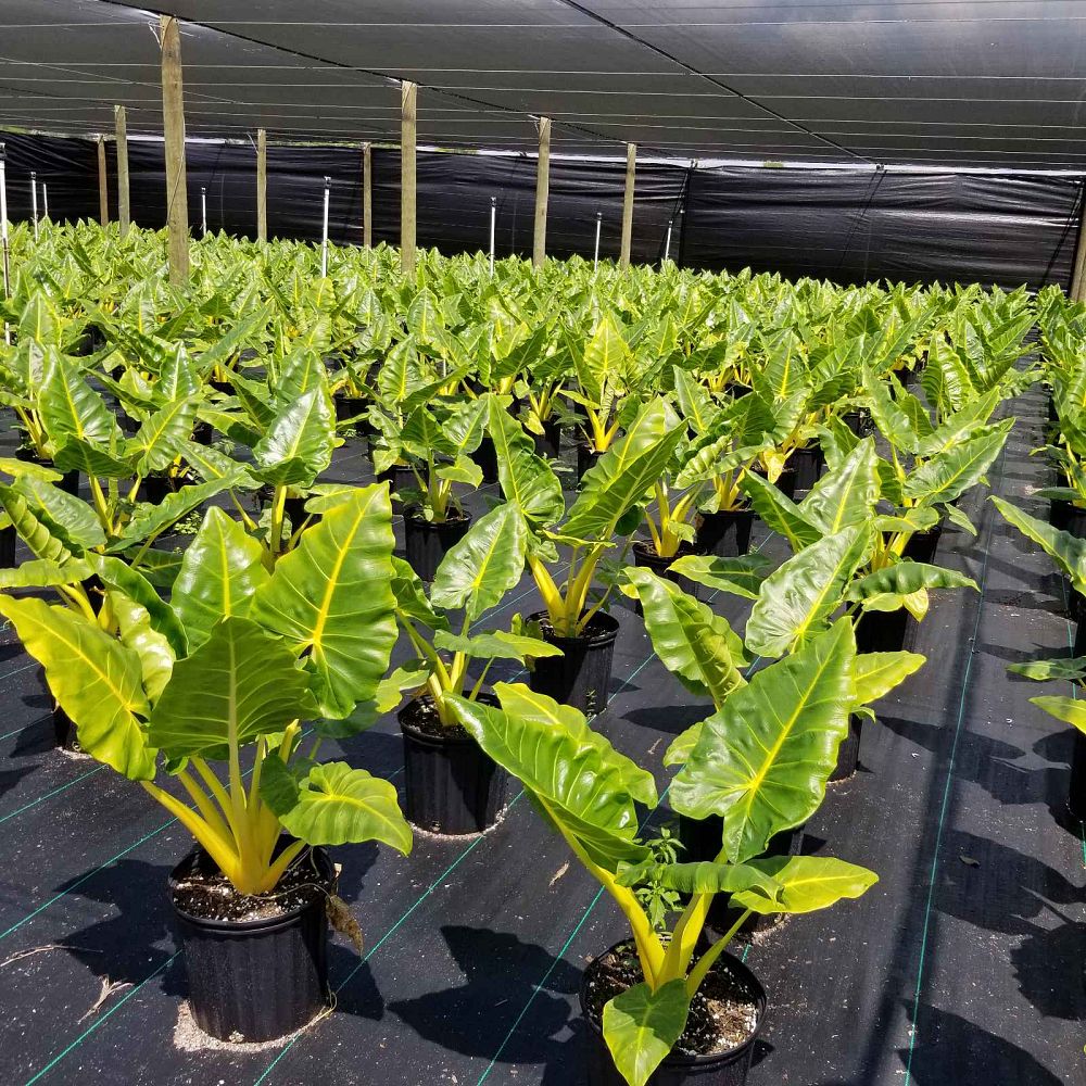 alocasia-macrorrhiza-lutea-elephant-ear-yellow-stem-alocasia