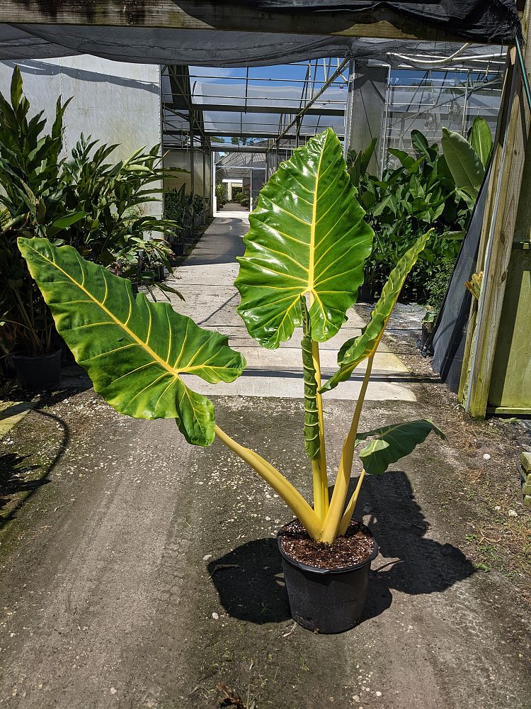 alocasia-macrorrhiza-lutea-elephant-ear-yellow-stem-alocasia