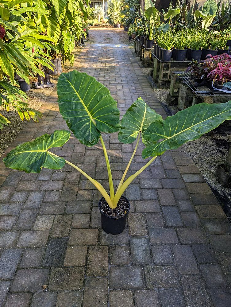 alocasia-macrorrhiza-lutea-elephant-ear-yellow-stem-alocasia