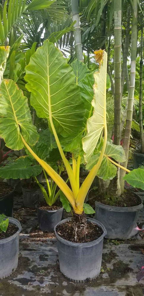 alocasia-macrorrhiza-lutea-elephant-ear-yellow-stem-alocasia
