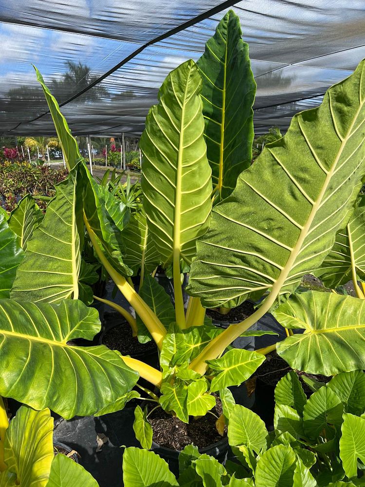 alocasia-macrorrhiza-lutea-elephant-ear-yellow-stem-alocasia