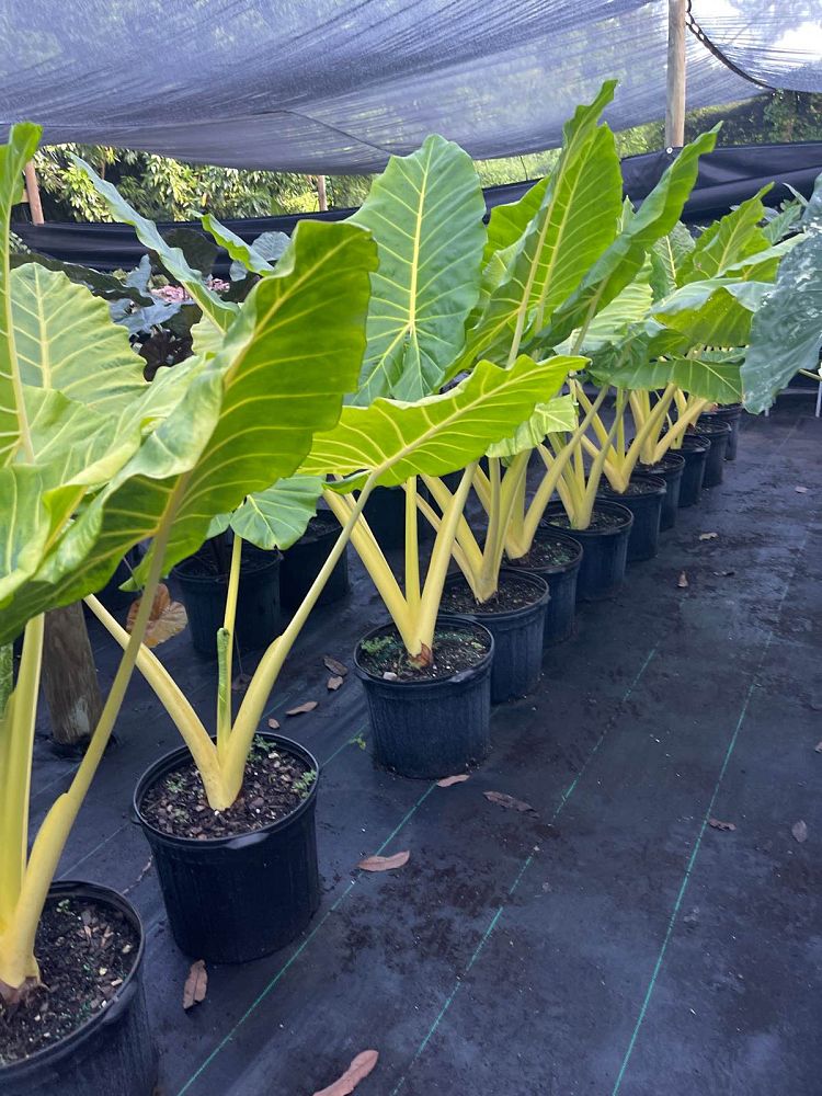alocasia-macrorrhiza-lutea-elephant-ear-yellow-stem-alocasia
