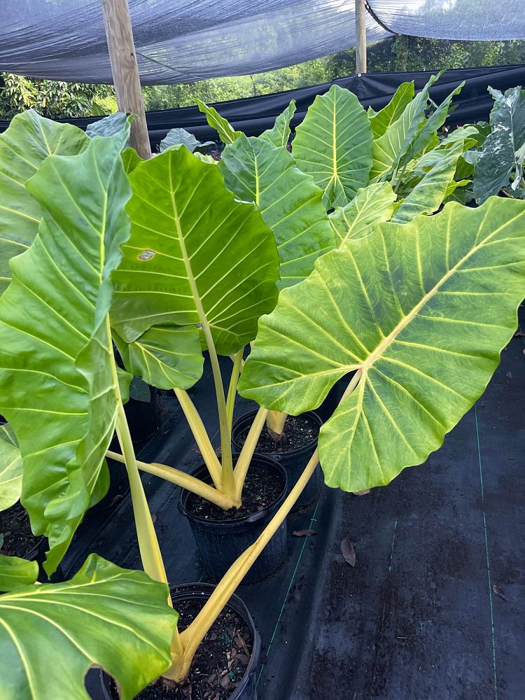 alocasia-macrorrhiza-lutea-elephant-ear-yellow-stem-alocasia