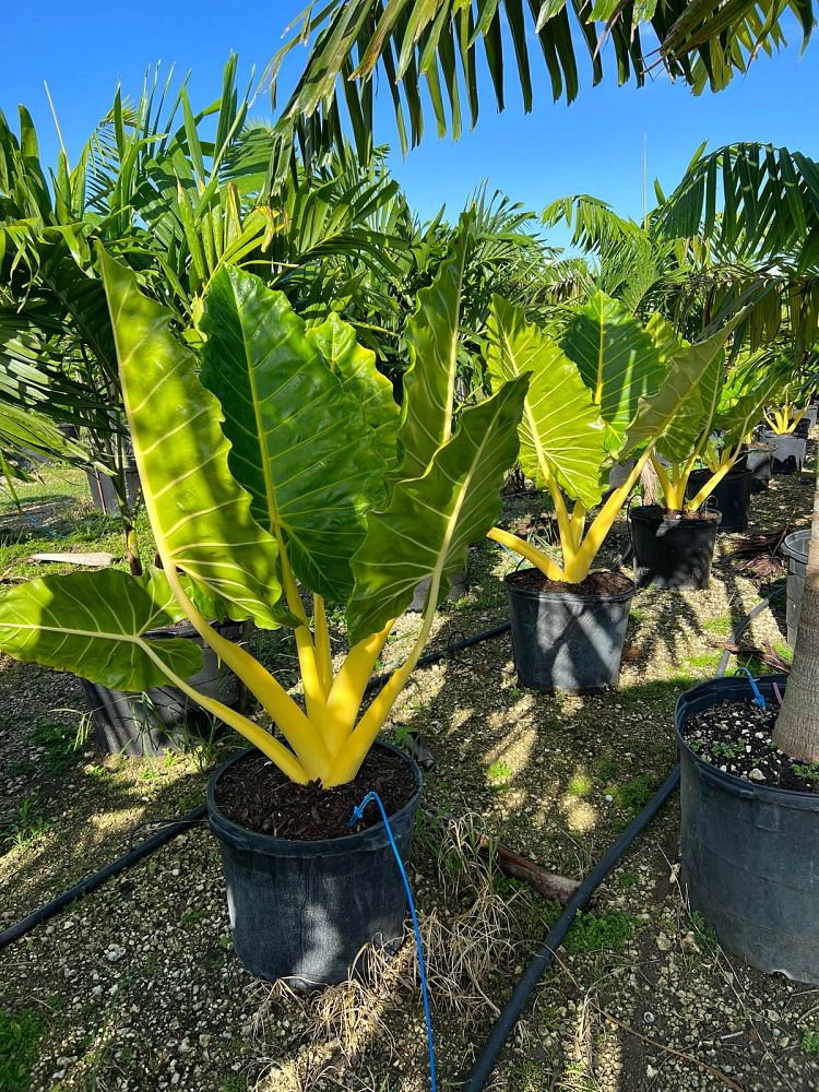 alocasia-macrorrhiza-lutea-elephant-ear-yellow-stem-alocasia
