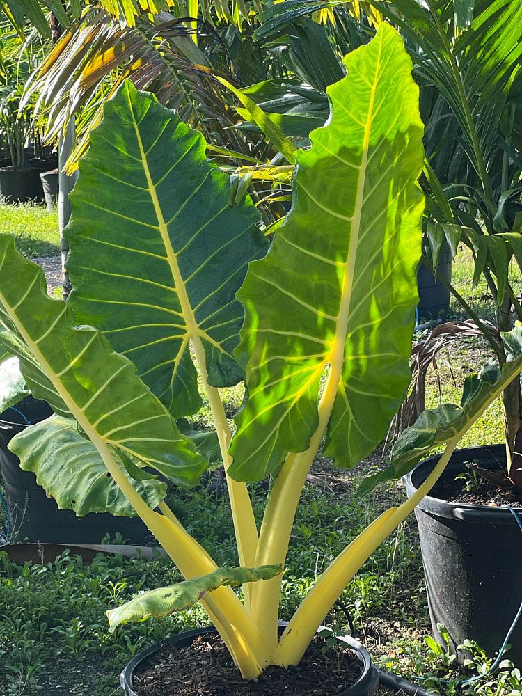 alocasia-macrorrhiza-lutea-elephant-ear-yellow-stem-alocasia