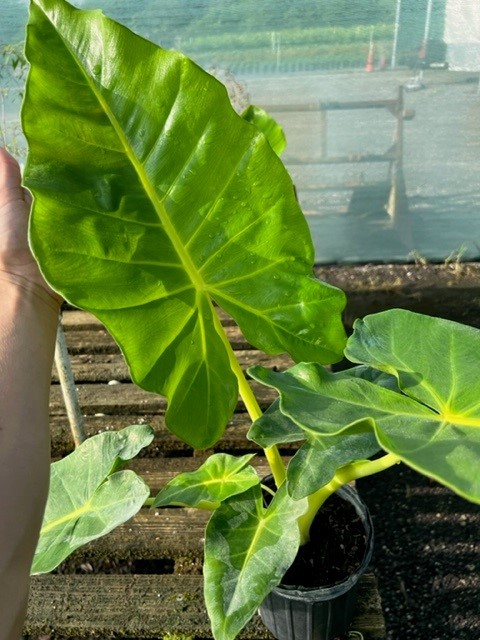 alocasia-macrorrhiza-lutea-elephant-ear-yellow-stem-alocasia