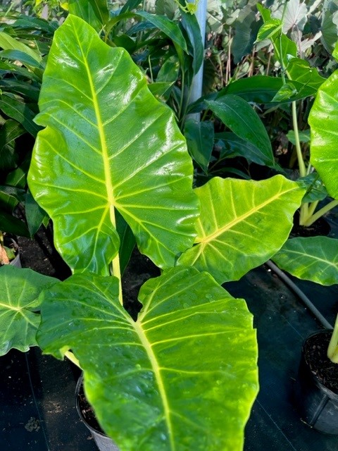 alocasia-macrorrhiza-lutea-elephant-ear-yellow-stem-alocasia
