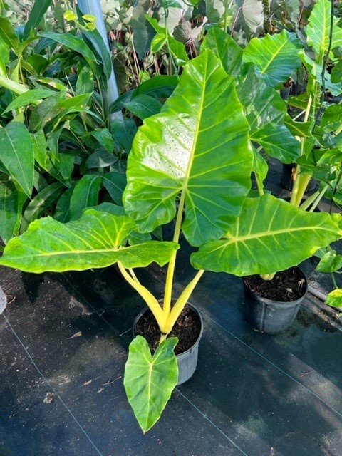 alocasia-macrorrhiza-lutea-elephant-ear-yellow-stem-alocasia