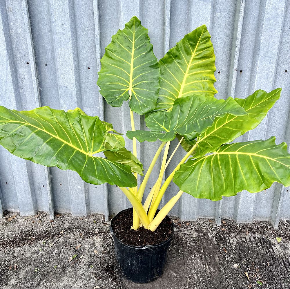 alocasia-macrorrhiza-lutea-elephant-ear-yellow-stem-alocasia