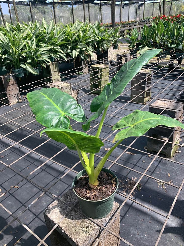 alocasia-macrorrhiza-lutea-elephant-ear-yellow-stem-alocasia