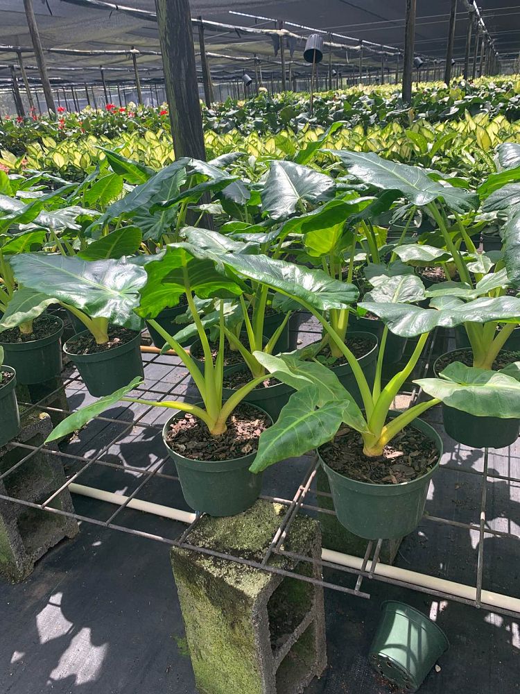 alocasia-macrorrhiza-lutea-elephant-ear-yellow-stem-alocasia