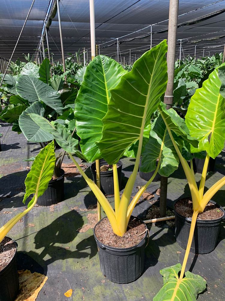 alocasia-macrorrhiza-lutea-elephant-ear-yellow-stem-alocasia