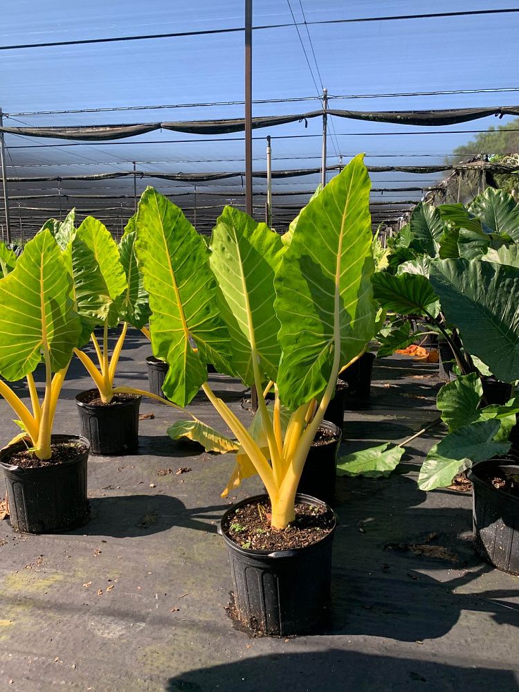 alocasia-macrorrhiza-lutea-elephant-ear-yellow-stem-alocasia