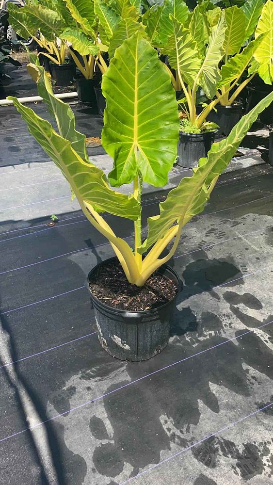 alocasia-macrorrhiza-lutea-elephant-ear-yellow-stem-alocasia