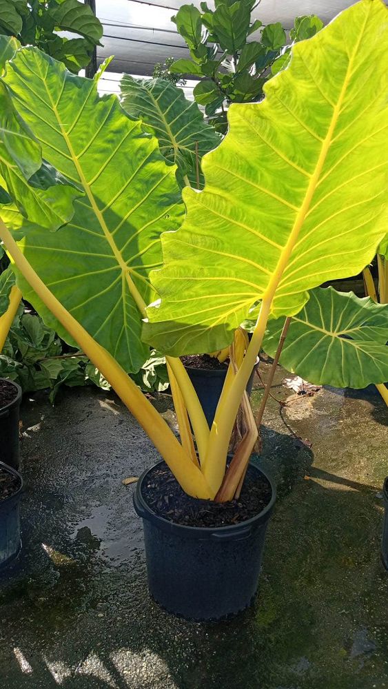 alocasia-macrorrhiza-lutea-elephant-ear-yellow-stem-alocasia